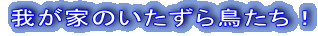 �䂪�Ƃ̂������璹�����I 