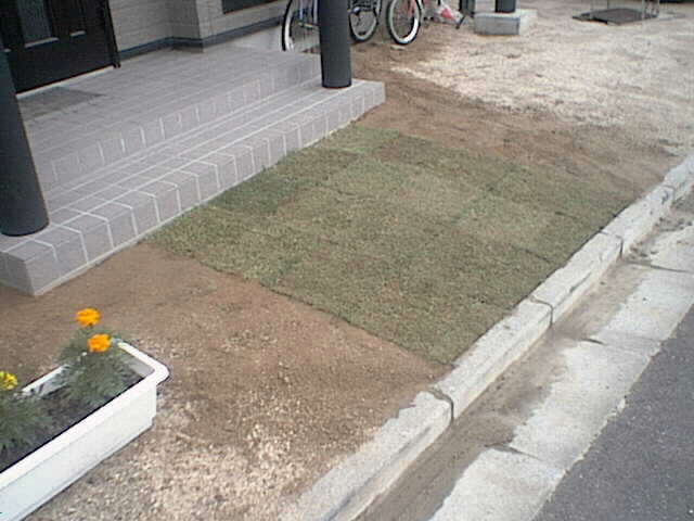 玄関の芝生
