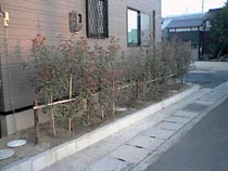 植木