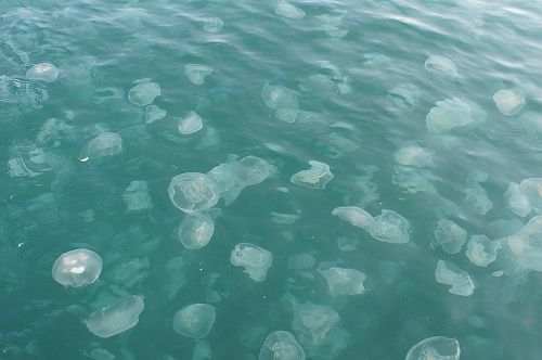 �N���Q�̌Q��