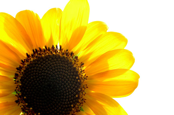 20050816-sunflower-small.jpg