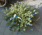 American Blue