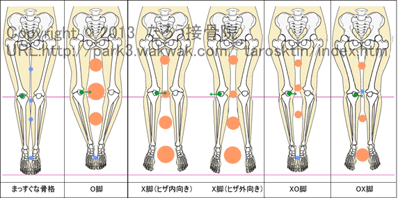 脚の骨格の比較