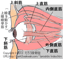 眼球の筋肉(外眼筋)の図