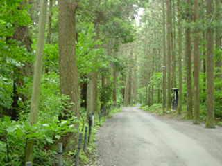 弥彦神社への道
